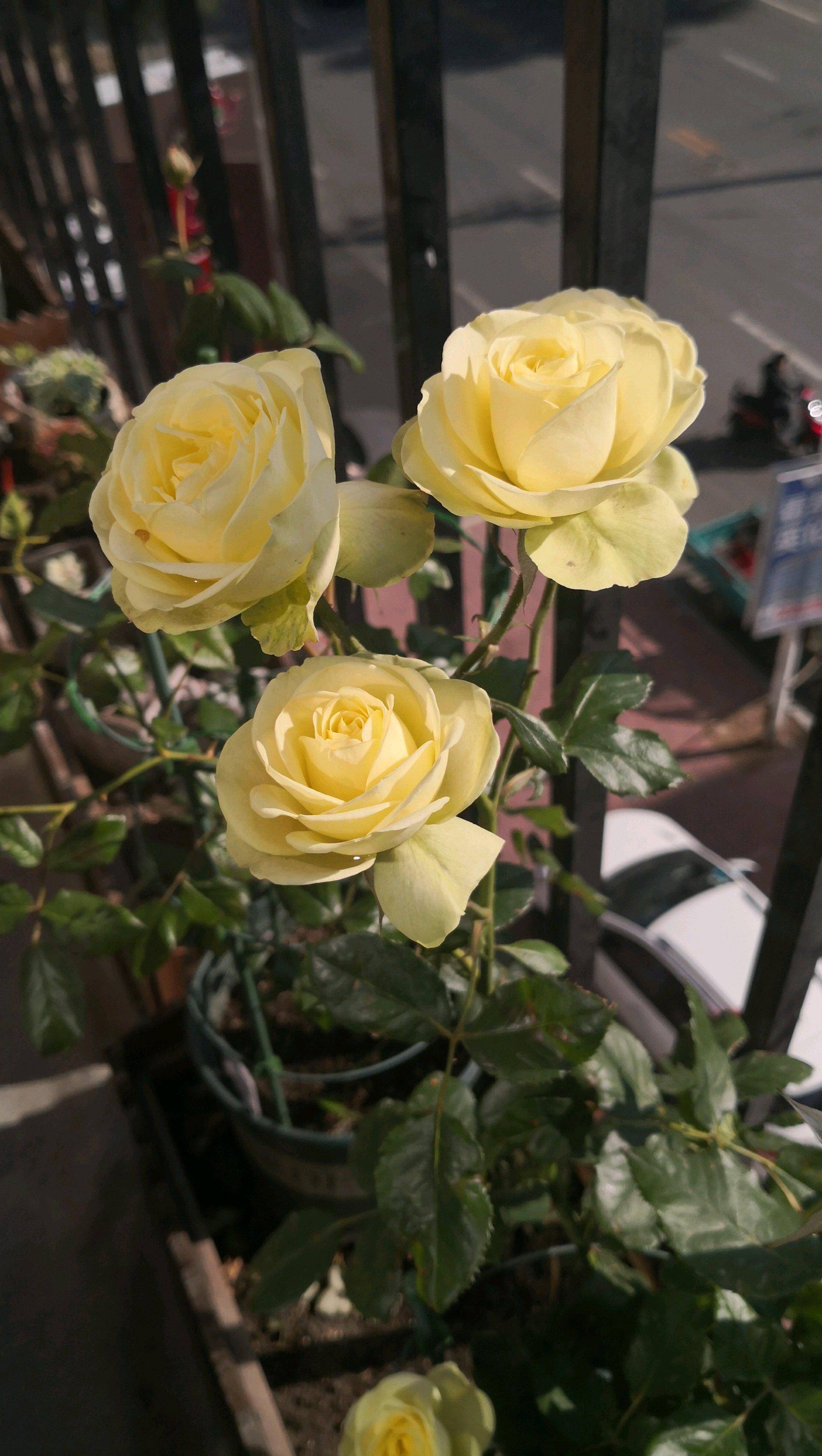 奶油龙沙月季优缺点有哪些(四季开花的奶油龙沙值得入手)-图片1